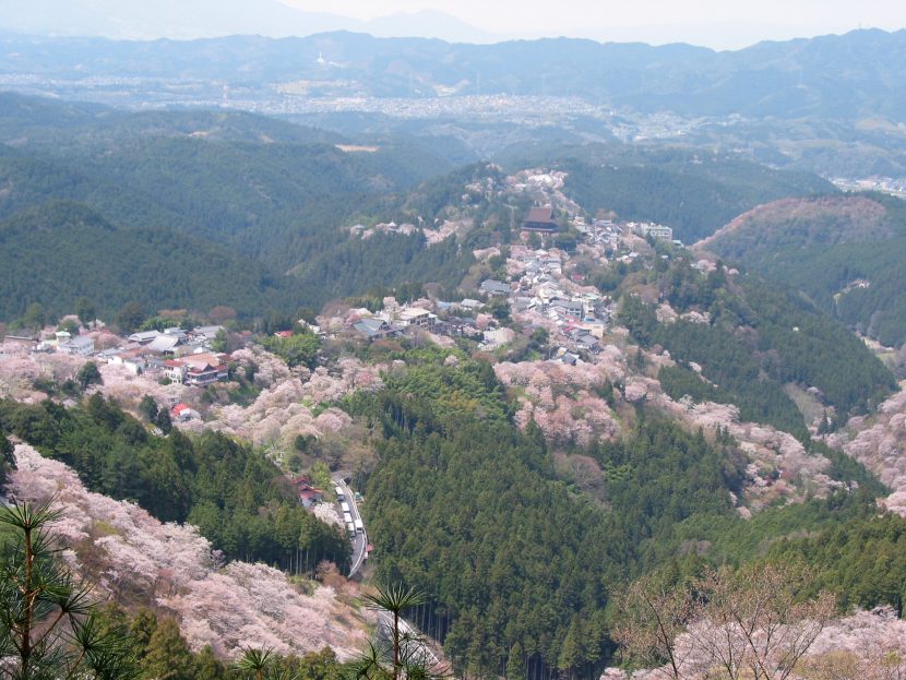 Quando fioriscono i ciliegi in Giappone: la tradizione dell’Hanami